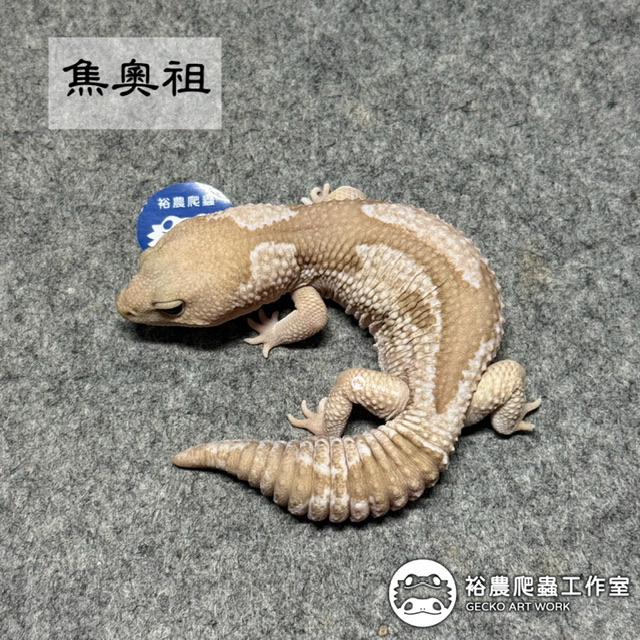 焦糖雪祖魯/焦糖奧利奧祖魯/Caramel Oreo Zulu(COZ）