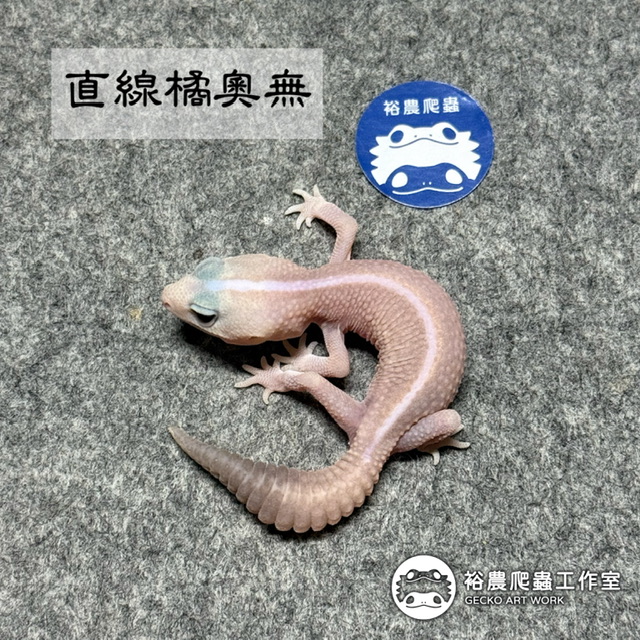 直線橘白奧利奧無紋/直線橘奧無/Stripe Amel Oreo Patternless(AOP)