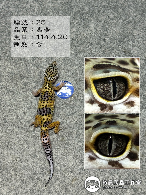 豹紋守宮編號25