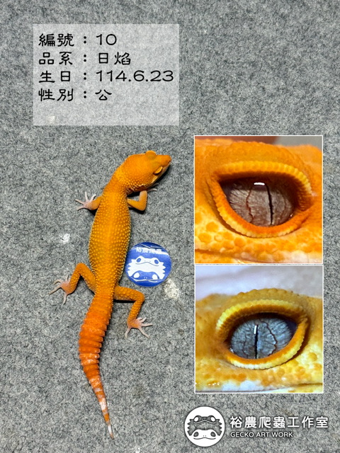 豹紋守宮編號10