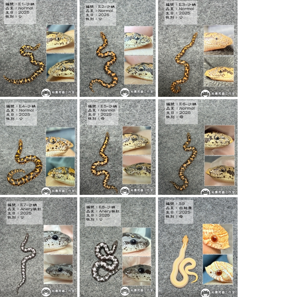 12/14最新商品私