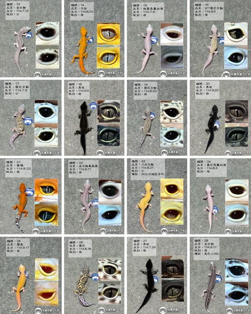 1/31最新商品私訊line報價 豹紋守宮 肥尾守宮 守宮飼養