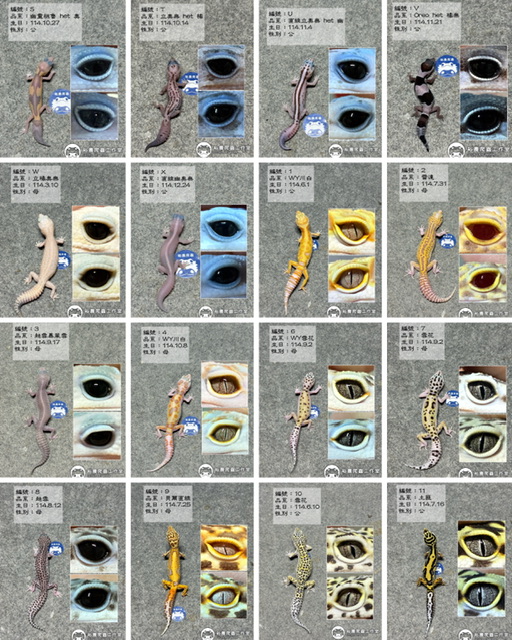 1/31最新商品私訊line報價 豹紋守宮 肥尾守宮 守宮飼養