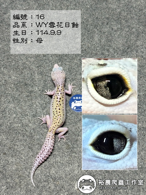 豹紋守宮編號16