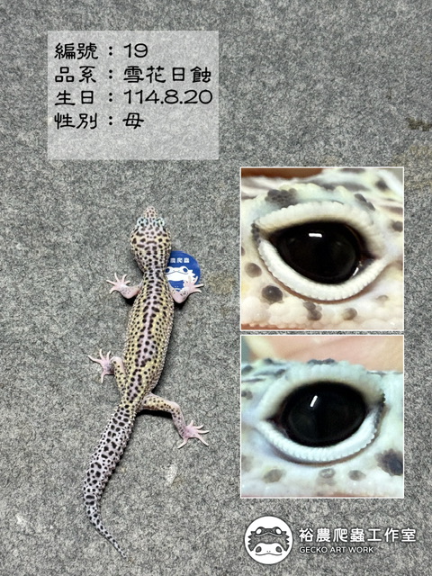 豹紋守宮編號19