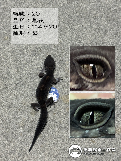 豹紋守宮編號20