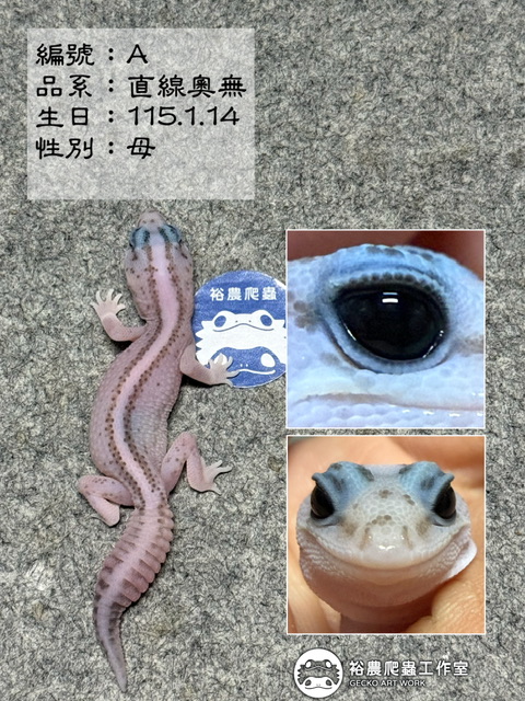 肥尾守宮編號A