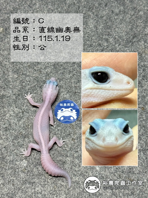 肥尾守宮編號C