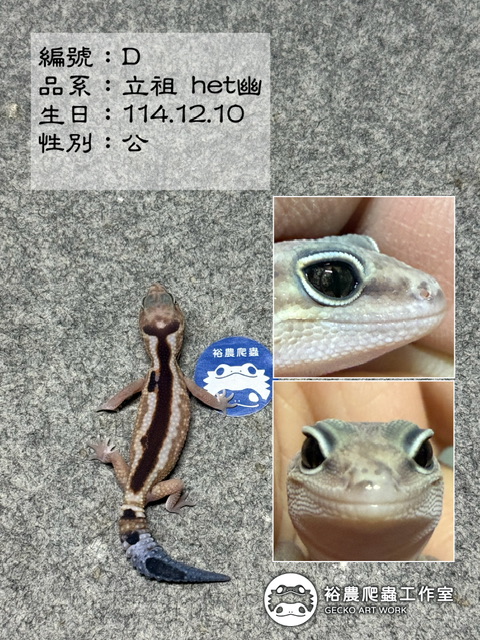 肥尾守宮編號D