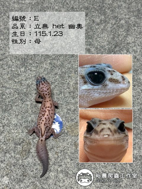 肥尾守宮編號E