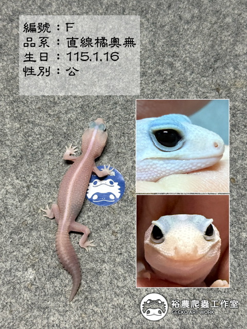 肥尾守宮編號F
