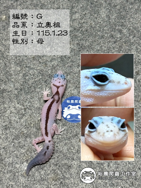 肥尾守宮編號G