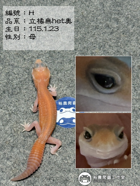 肥尾守宮編號H