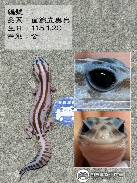 肥尾守宮編號I