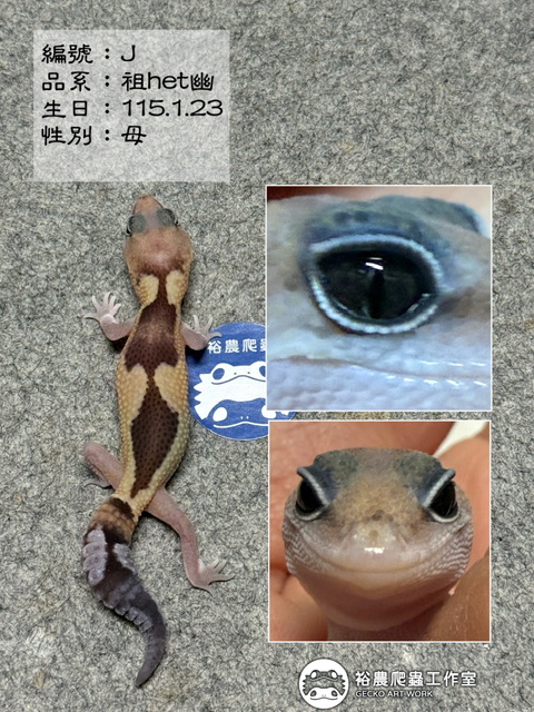 肥尾守宮編號J
