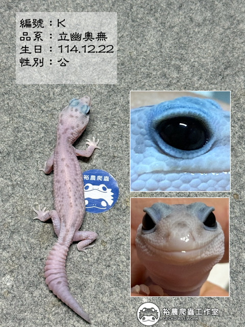 肥尾守宮編號K