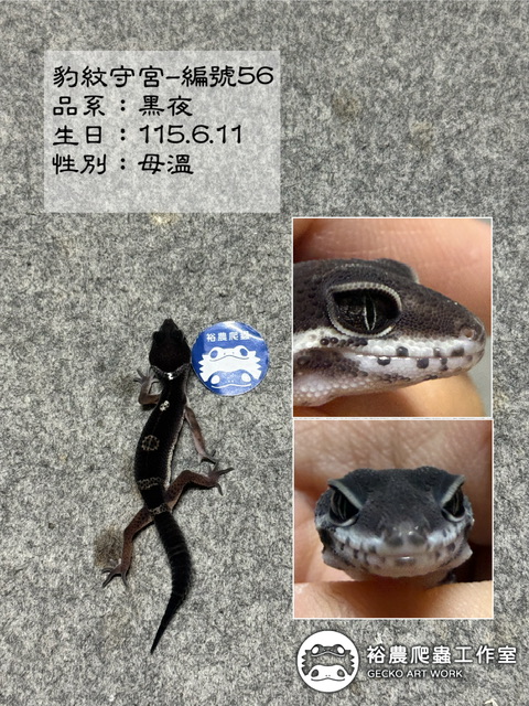 豹紋守宮編號56