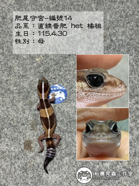 肥尾守宮編號14