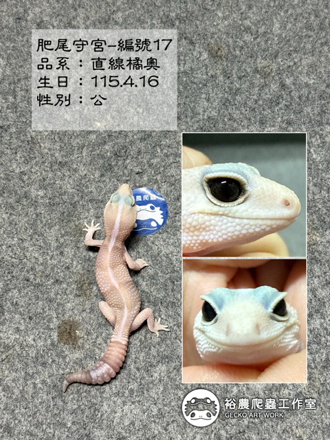 肥尾守宮編號17