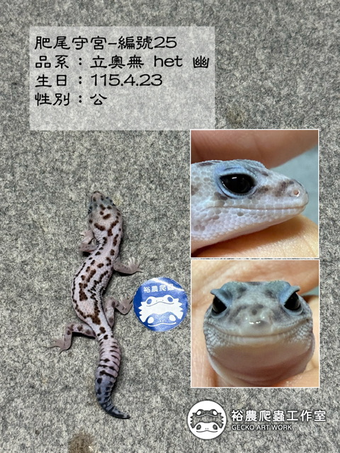 肥尾守宮編號25