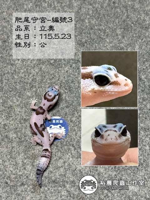 肥尾守宮編號3