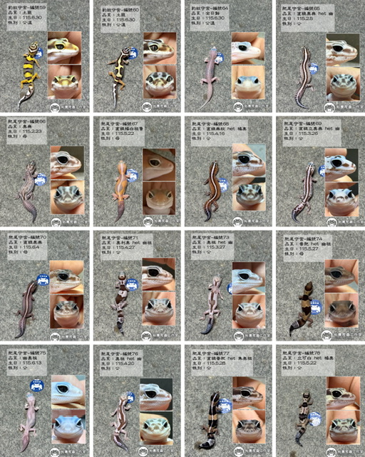 10/1最新商品私訊line報價 豹紋守宮 肥尾守宮 守宮飼養