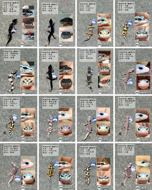 10/1最新商品私訊line報價 豹紋守宮 肥尾守宮 守宮飼養