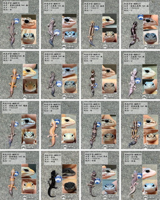 10/1最新商品私訊line報價 豹紋守宮 肥尾守宮 守宮飼養