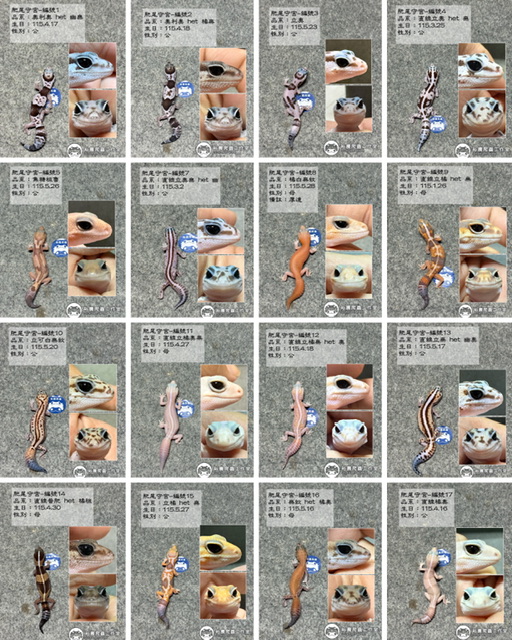 10/1最新商品私訊line報價 豹紋守宮 肥尾守宮 守宮飼養