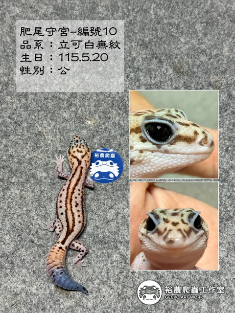 肥尾守宮編號10