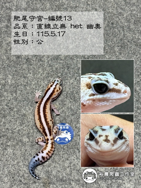 肥尾守宮編號13