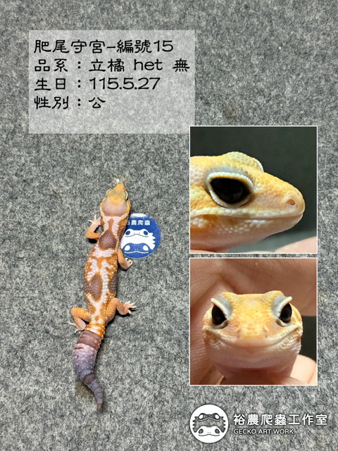 肥尾守宮編號15