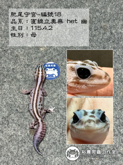 肥尾守宮編號18