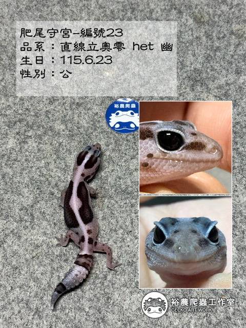 肥尾守宮編號23