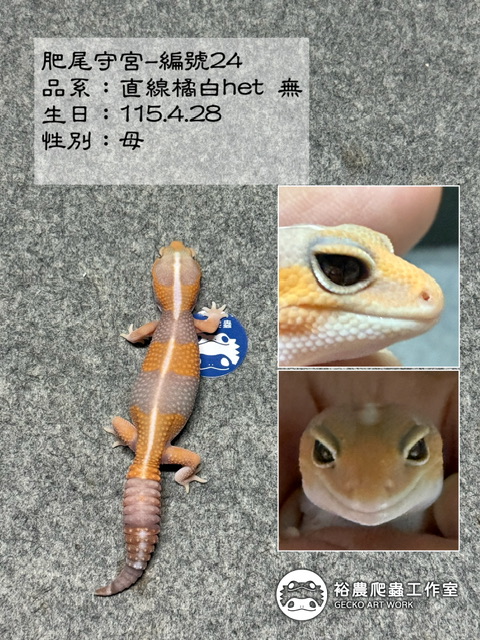 肥尾守宮編號24