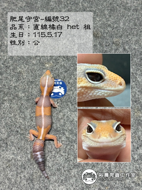 肥尾守宮編號32