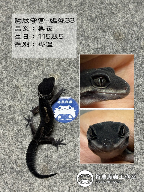 豹紋守宮編號33