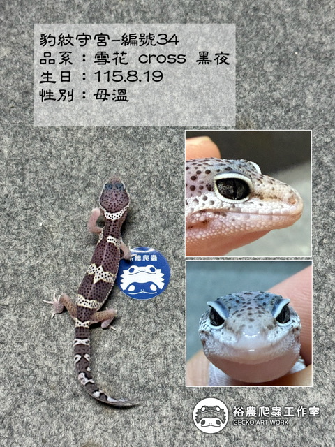 豹紋守宮編號34