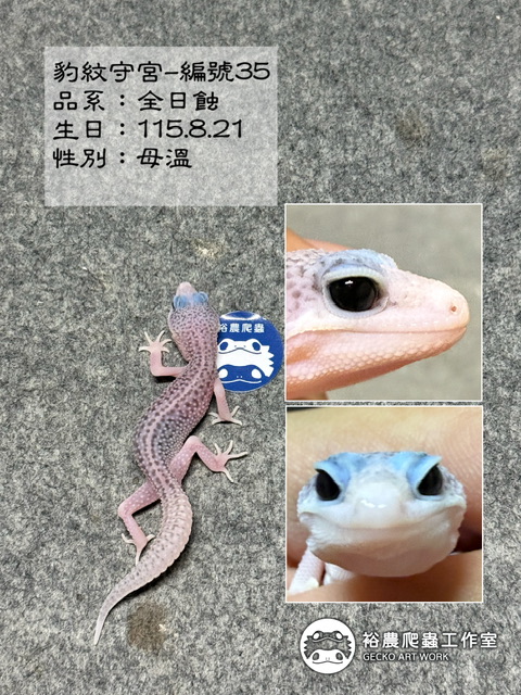 豹紋守宮編號35