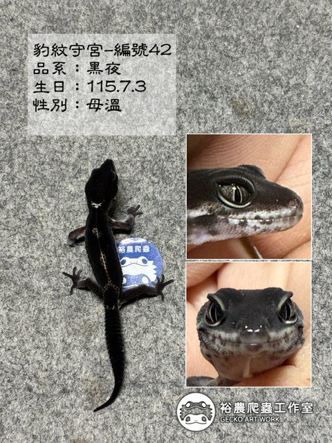 豹紋守宮編號42