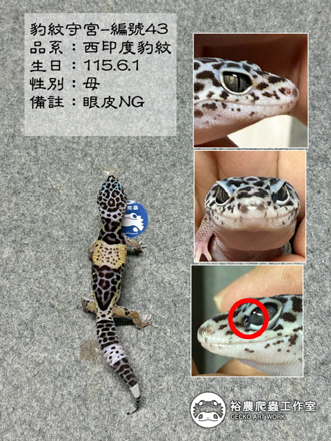豹紋守宮編號43
