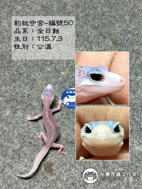 豹紋守宮編號50