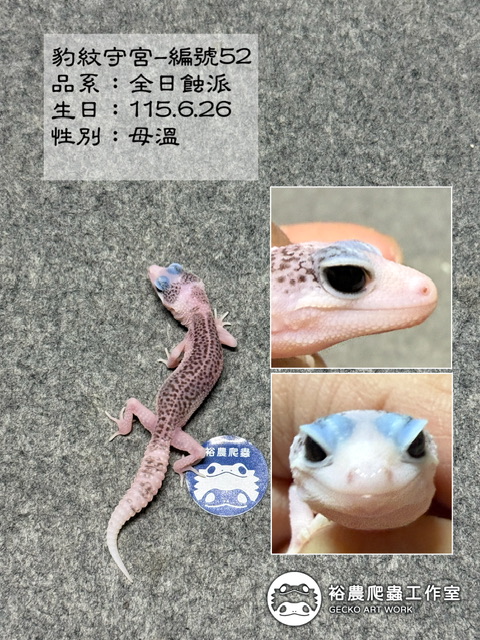 豹紋守宮編號52