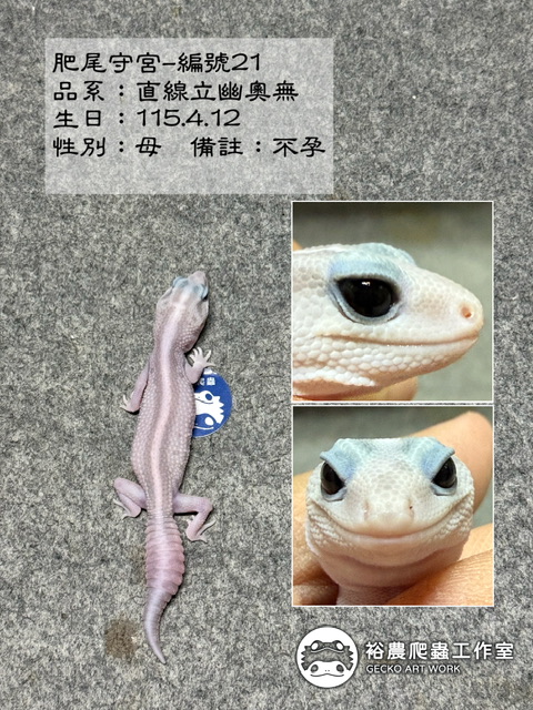 肥尾守宮編號21