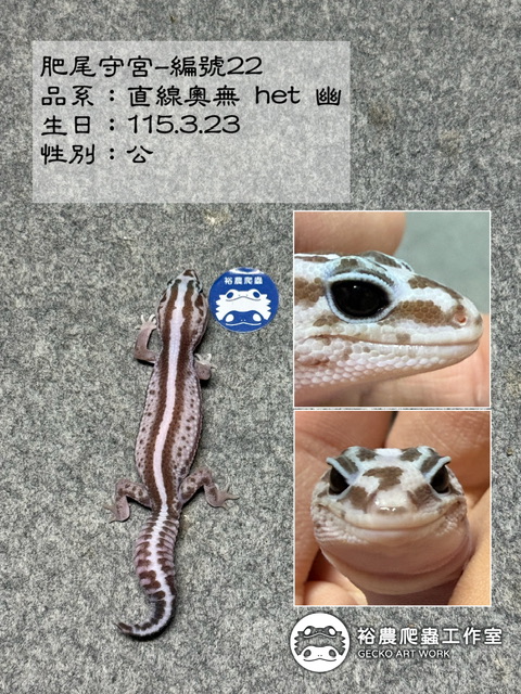 肥尾守宮編號22