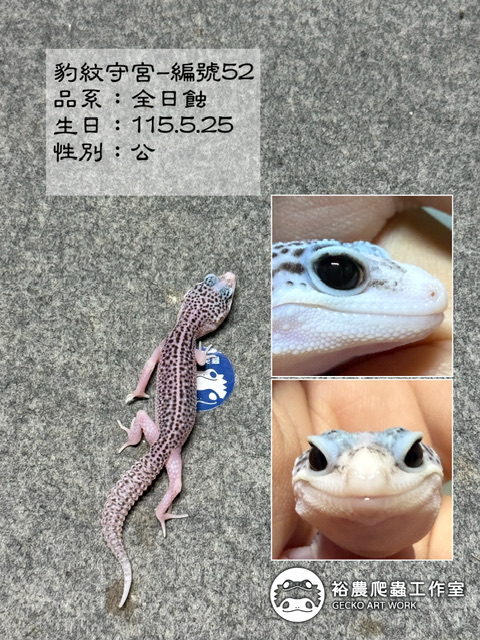 豹紋守宮編號52