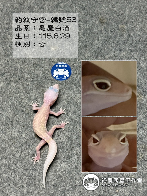 豹紋守宮編號53