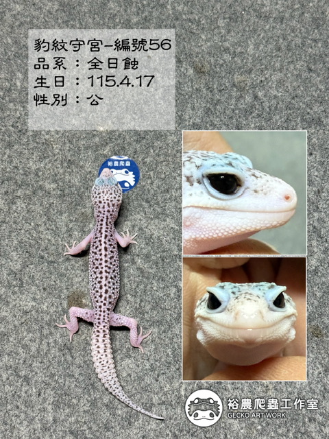 豹紋守宮編號56