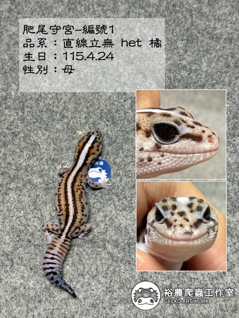 肥尾守宮編號1