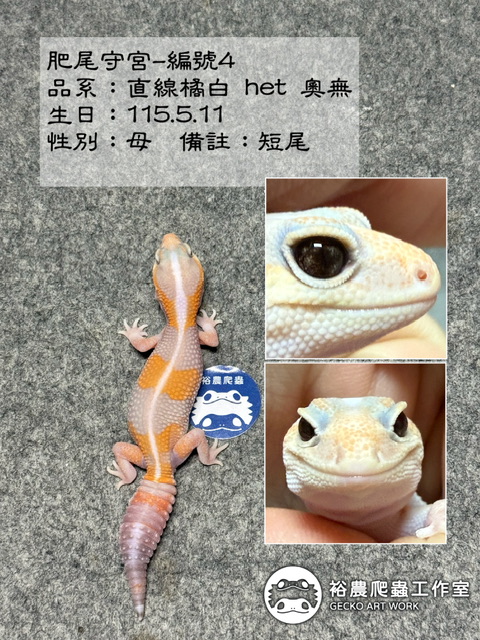 肥尾守宮編號4
